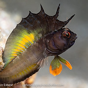 100 Fish ID