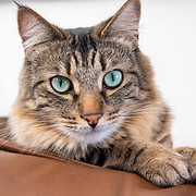 Adoptable Rescue Cats in California