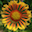 Algorithmic Botany