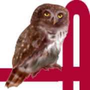 Amaltus