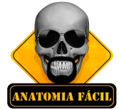 Anatomia Fácil