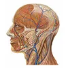 Anatomist