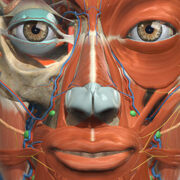 Anatomy Learning