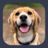 Animal Sounds