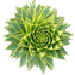 Araucaria Computing