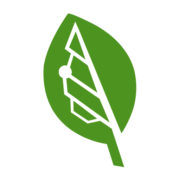 Bigleaf