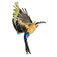 BirdPro