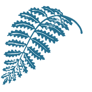 Bluefern