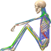 BoB Biomechanics