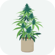 Cannabis Lighting Calculator