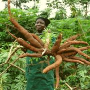 Cassava Matters