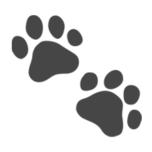 Cat Bounce