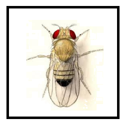 Classical Genetics Simulator