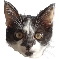 Chat J’ai Pété