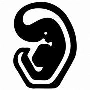 Chordata Motion