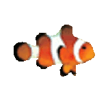 Clownfish Translator