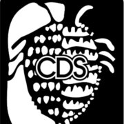 Cochenille Design Studio