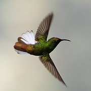 Colibri Cytometry
