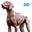 Complete Canine 3D