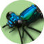 Damselfly