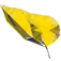 Datavyu