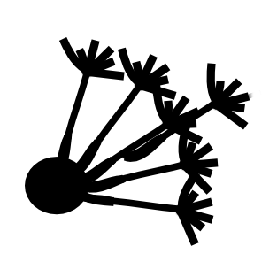 DIPY
