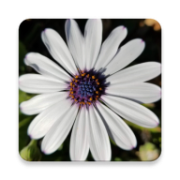 eHerbarium