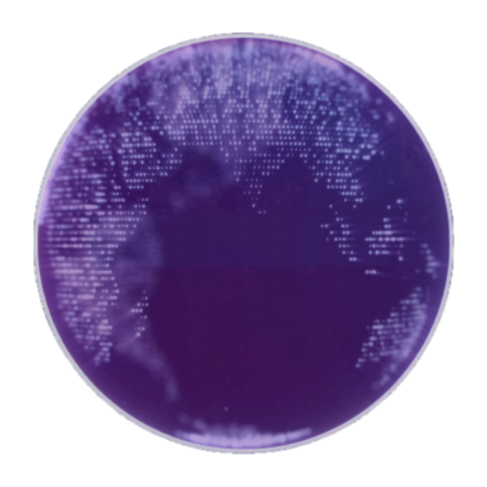 Eneryield