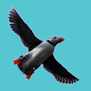Escaut.nl