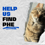 Operation Finding Phoenix
