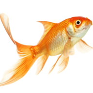 Fishing-Forecast