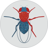 Fly Cell Atlas