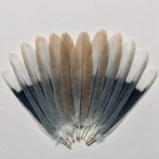 Found Feathers