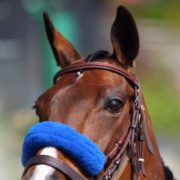 Horse Racing Tips Australia