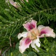 GardenRiots