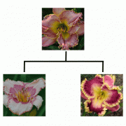 Garden Tracker for Daylilies