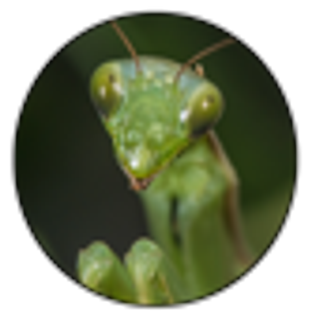Gottesanbeterin Gesucht