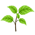 GreenSingles