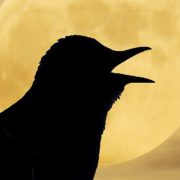 Hear Birds Again