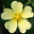 Herbarium Online