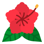 Hibiscus Teach