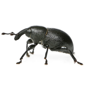 IBiocontrol