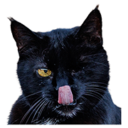 iKnowMyCat