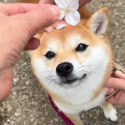 Inuyume