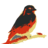Kanaries