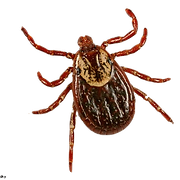 Kartzia