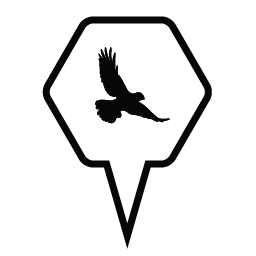 Kestrel Insights