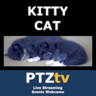 Kitty Cat Cam