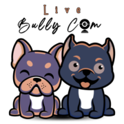 Live Bully Cam
