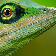 LizardTech